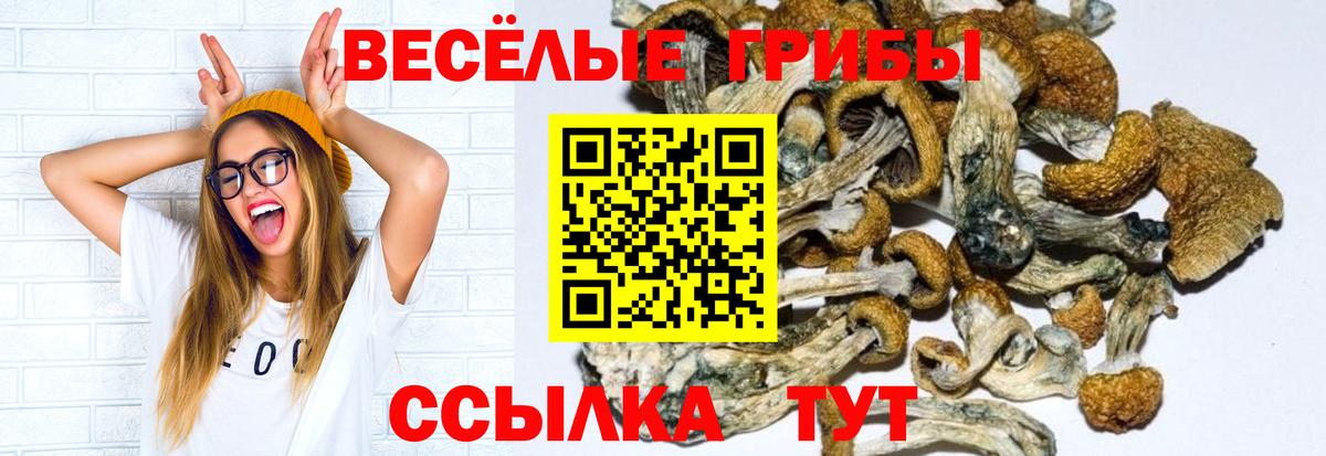 Псилоцибиновые грибы мицелий Киселёвск