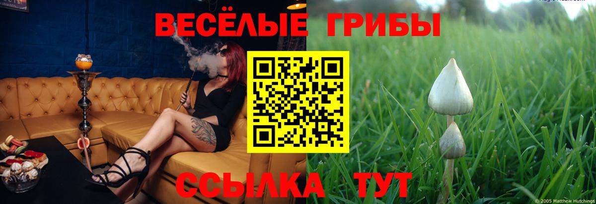 Киселёвск  Галлюциногенные грибы Psilocybe  где продают   Вход с VPN 